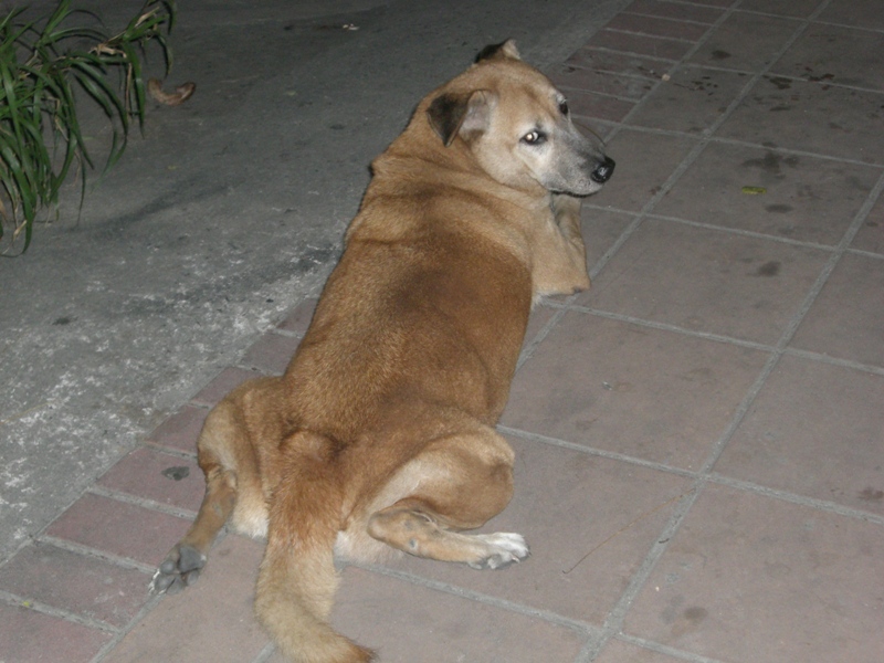 妙な座り方のタイの犬 ゴーイング タイ ウェイ